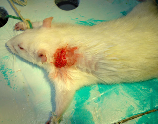 Доклинические исследования проведены на 25 лабораторных крысах.